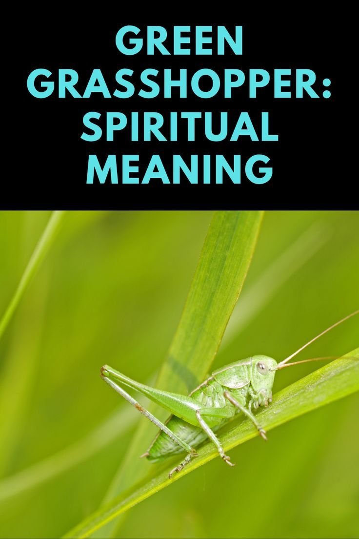 grasshopper spiritual meaning